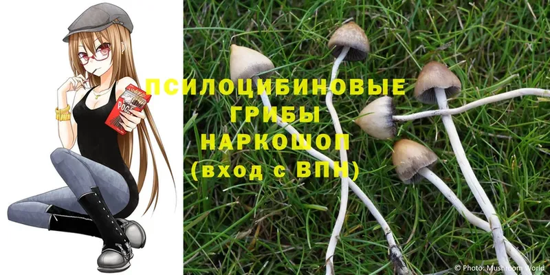 Галлюциногенные грибы Magic Shrooms  Нахабино 